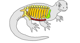 Illustration for article titled This “Transitional Turtle” is the Stuff of Creationist Nightmares